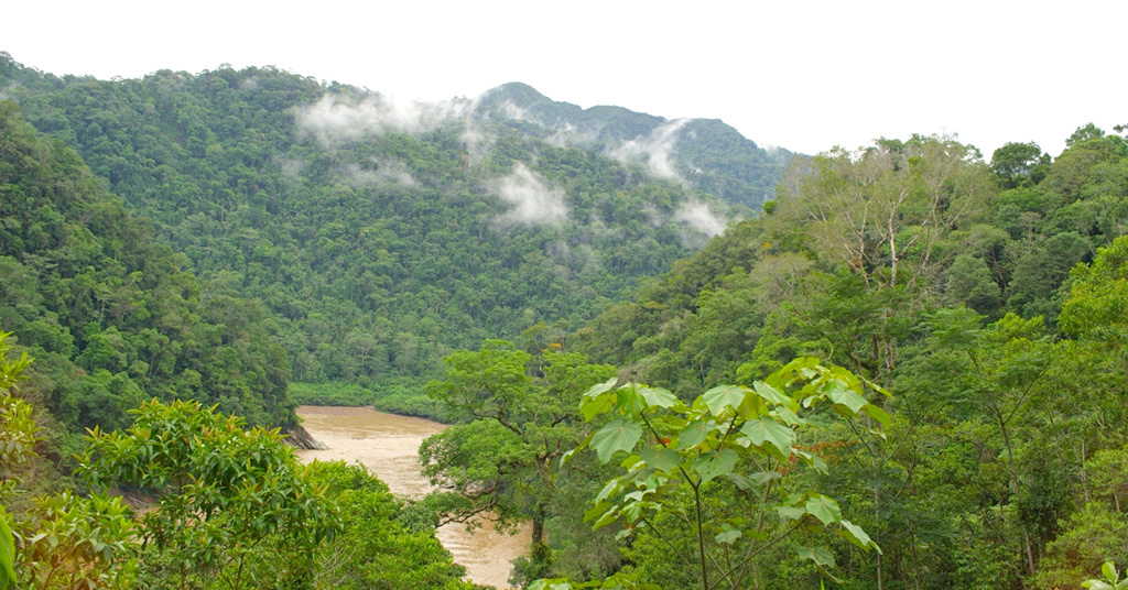 RAINFORESTS-PERU